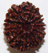 10 mukhi 26943 22.5mm